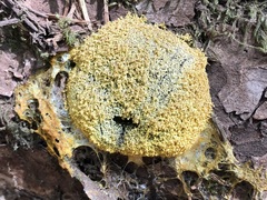 Fuligo septica