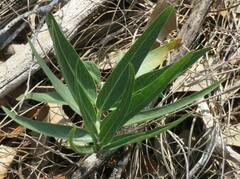 Asclepias asperula