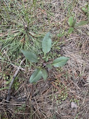 Senecio integerrimus