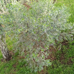 Baccharis conferta