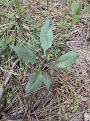 Senecio integerrimus