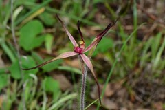 Caladenia versicolor