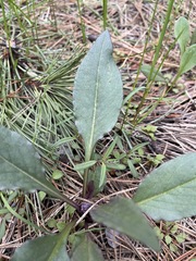 Senecio integerrimus