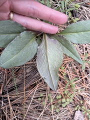 Senecio integerrimus