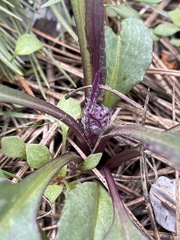 Senecio integerrimus