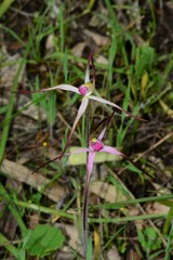 Caladenia versicolor