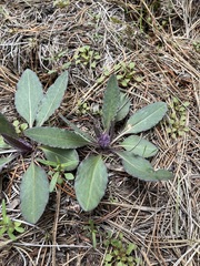 Senecio integerrimus