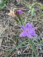 Stephanomeria lactucina