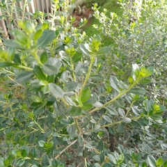 Baccharis conferta