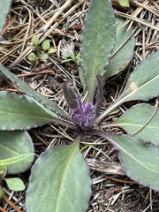 Senecio integerrimus