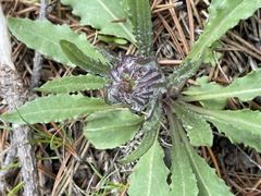 Senecio integerrimus