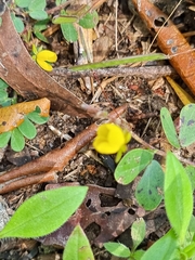 Chamaecrista rotundifolia