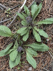 Senecio integerrimus