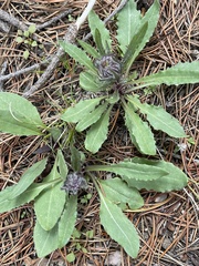 Senecio integerrimus