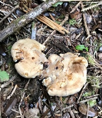 Sarcodon stereosarcinon