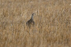 Tympanuchus phasianellus