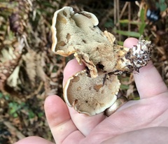 Sarcodon stereosarcinon