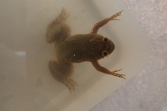 Xenopus muelleri