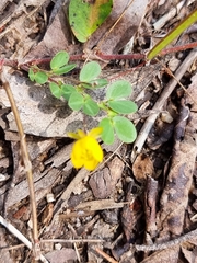 Chamaecrista rotundifolia