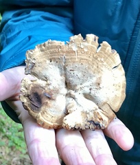 Sarcodon stereosarcinon