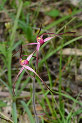 Caladenia versicolor