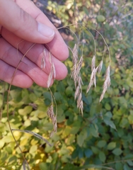 Bromus ciliatus