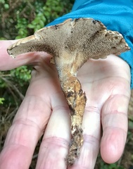 Sarcodon stereosarcinon