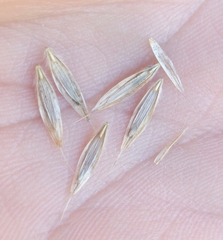 Bromus ciliatus