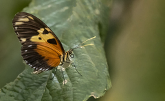 Heliconius hecale melicerta