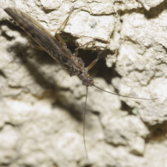 Zelandobius