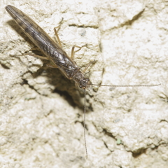 Zelandobius