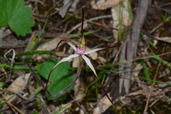 Caladenia versicolor