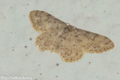 Idaea cervantaria
