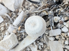 Epithelantha bokei