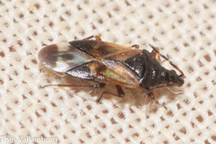 Anthocoris