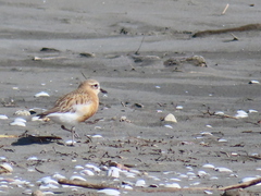 Charadrius obscurus aquilonius