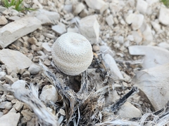 Epithelantha bokei