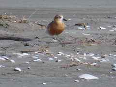 Charadrius obscurus aquilonius