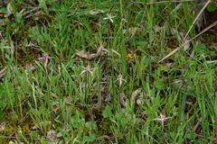 Caladenia versicolor