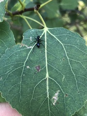 Camponotus laevissimus