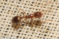Temnothorax recedens