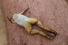 Xenopus muelleri