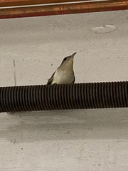 Coccyzus erythropthalmus