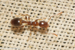 Temnothorax recedens