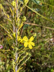 Hibbertia sericea