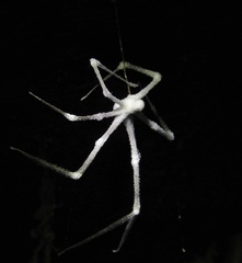 Engyodontium aranearum