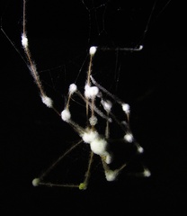 Engyodontium aranearum