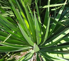 Agave karwinskii