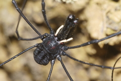 Forsteropsalis inconstans