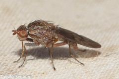Suillia variegata